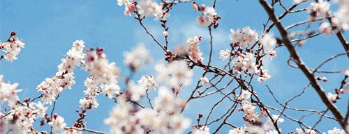 出国旅游担心语言问题,出国旅游预订机票口语