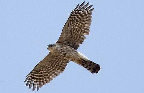 东江揽胜:收集常见鸟类图谱之猛禽篇,摄鸟人自留地,建议收藏