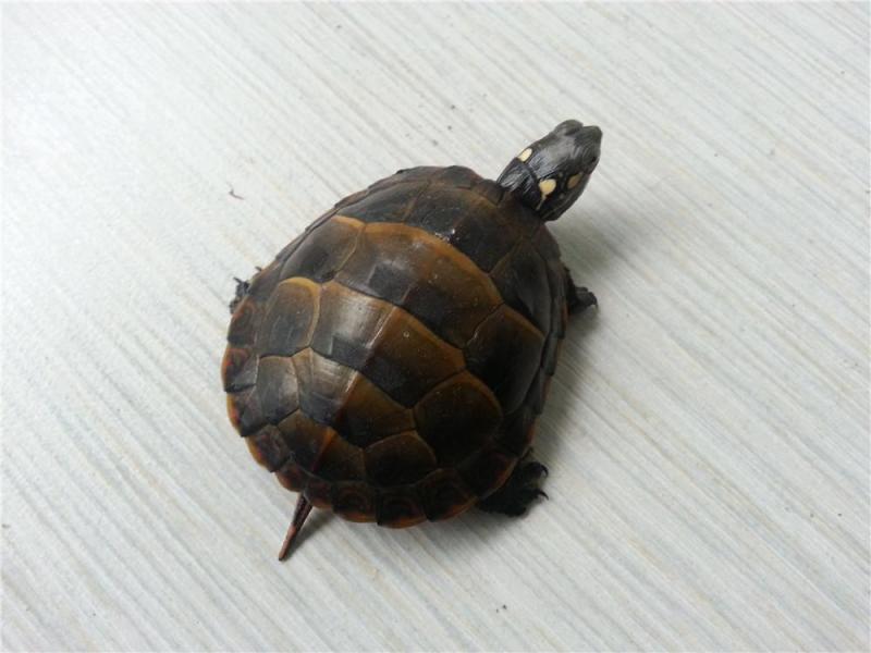 新手养龟自制龟缸,推荐新手龟