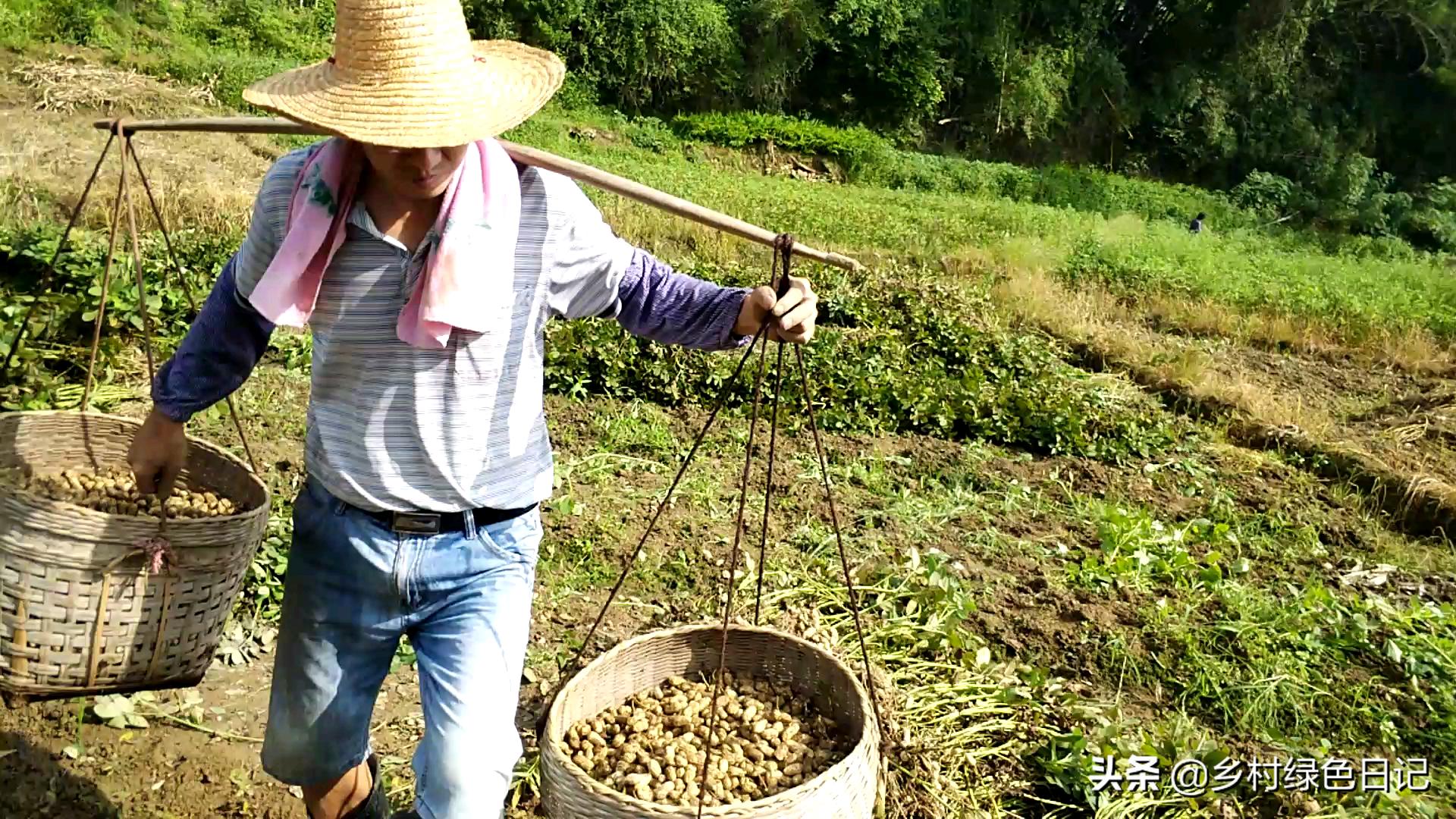 农民花生收获的季节,农民收获花生场景