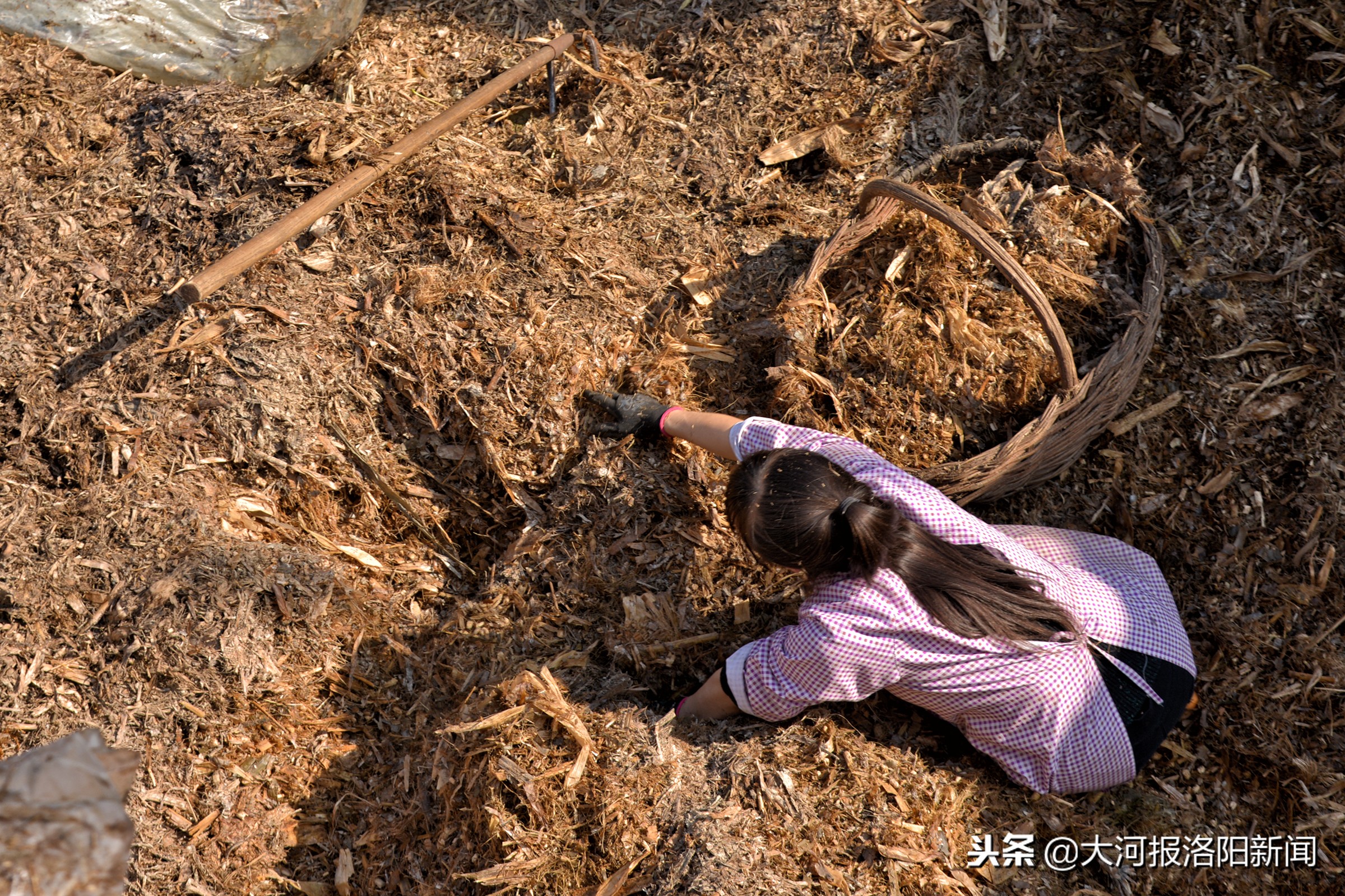 养牛女报恩养父,河南23岁女孩报恩养父深山养牛