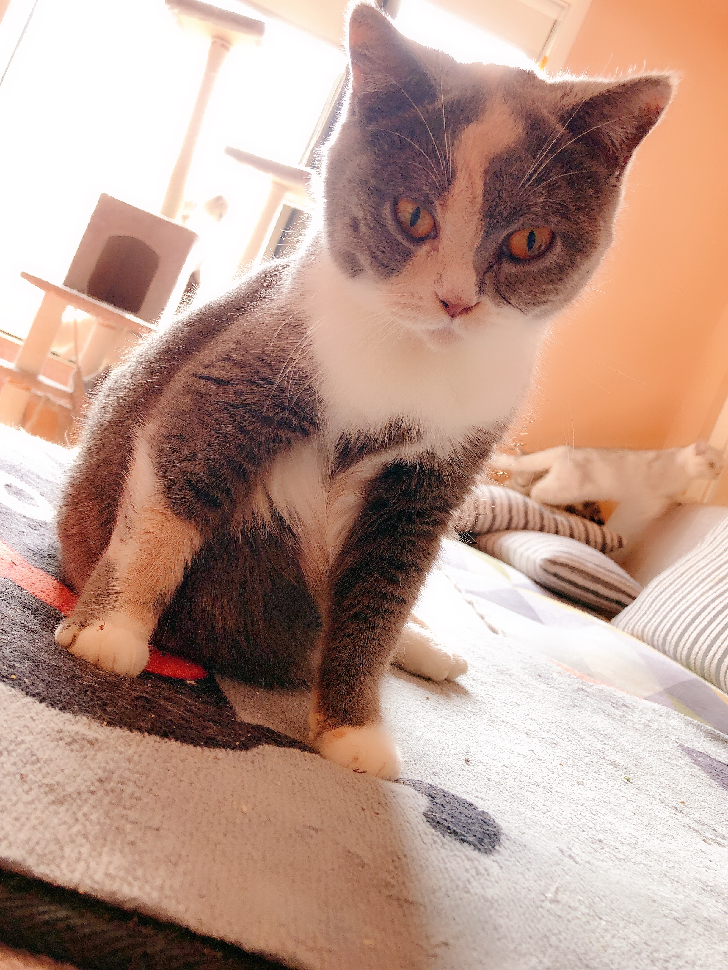 猫咪得了猫癣怎么才能治好它,小猫咪得了猫癣用碘伏可以治愈吗