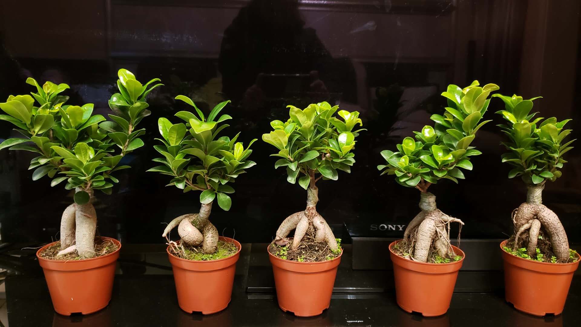 人参榕长什么虫子,人参榕叶尖有虫