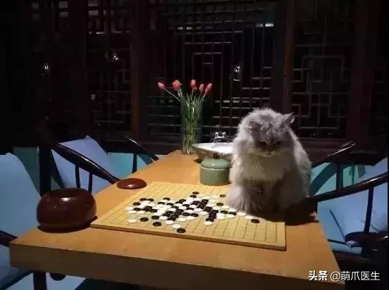 上海可带宠物入住的酒店推荐,怎么选宠物友好酒店房间