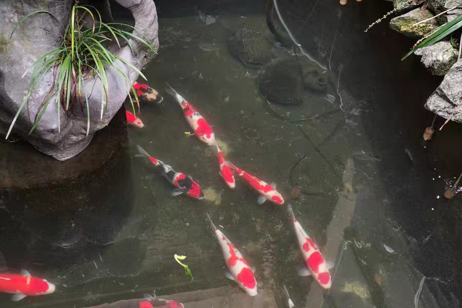 鱼池的硝化细菌怎么培养,锦鲤鱼池硝化细菌培养