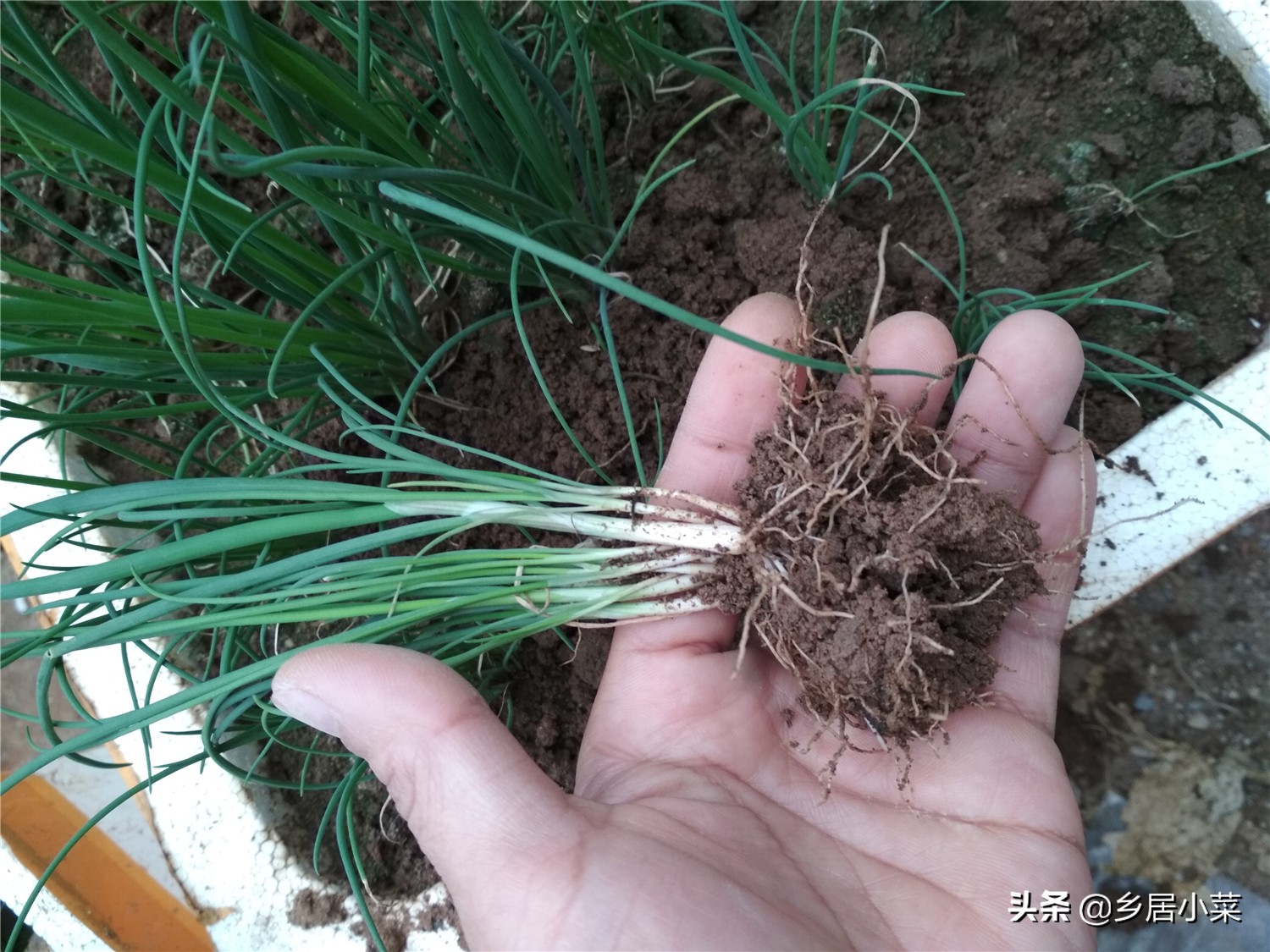 小香葱和葱苗的区别,小香葱幼苗多久才能长得粗壮