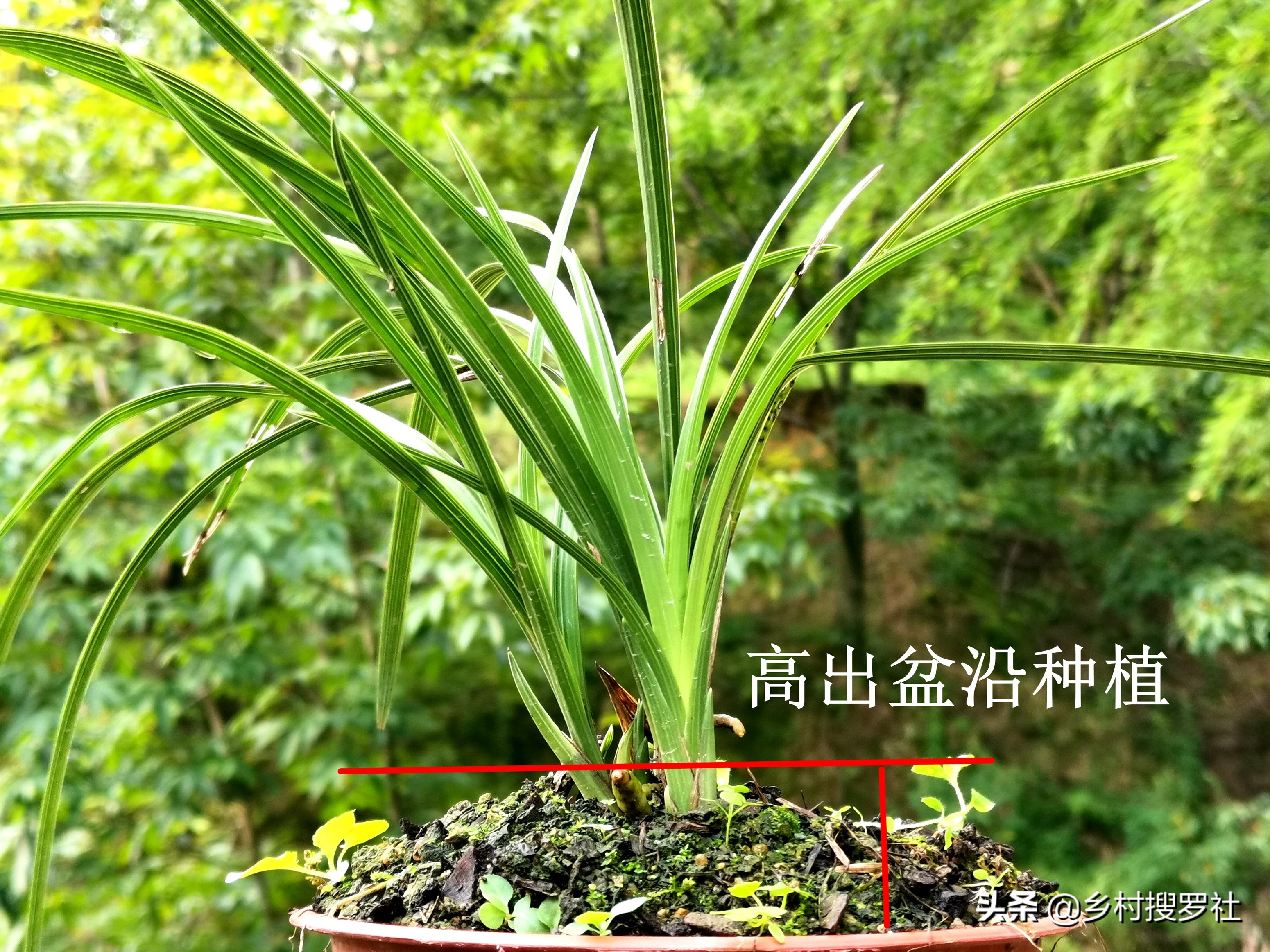 兰花高种好还是低种好,怎样种植兰花才让它又茂盛又高大