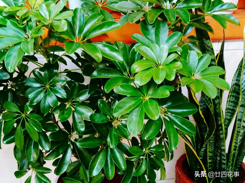 七种花不能养,7种花寓意美好花开不断