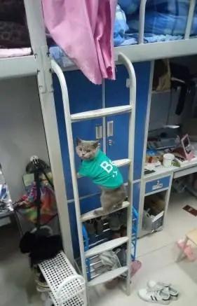 我为什么劝你别学医,在宿舍养猫很后悔