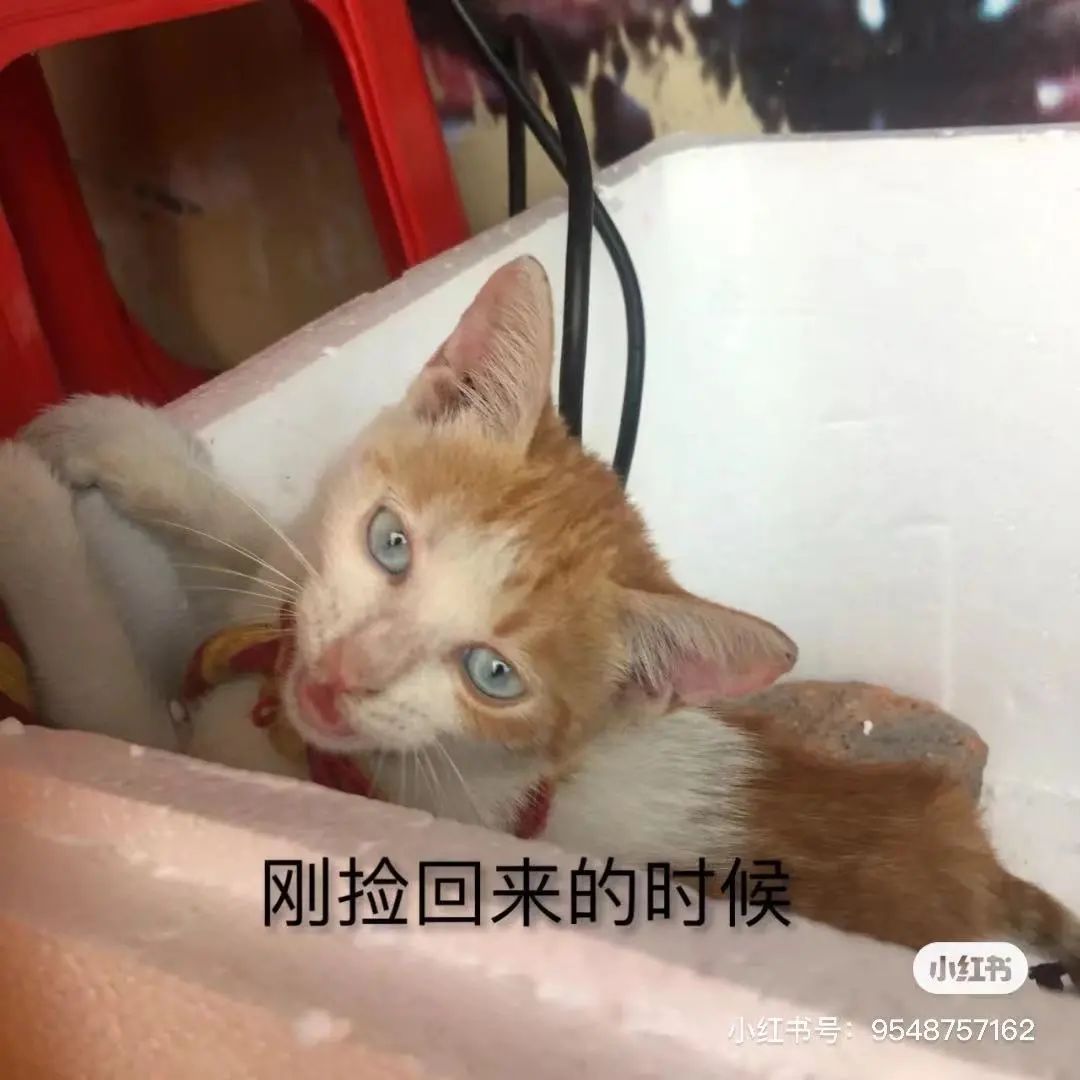 金发碧眼双眼皮！这猫我说一句“橘中最美”不过份吧？