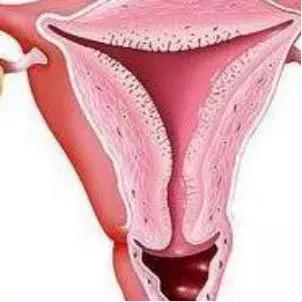 新时代女性不可或缺的“芝士”