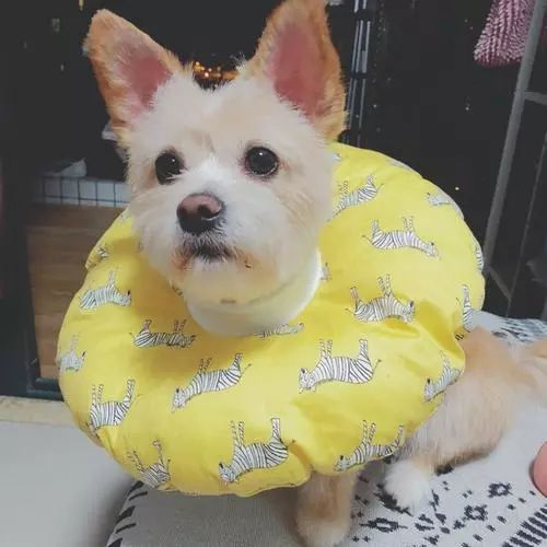 处理狗狗皮肤病的小妙招,狗狗皮肤发红是什么皮肤病