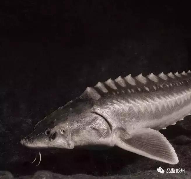 珍贵的鲟鱼子酱,顶级的鲟鱼子酱