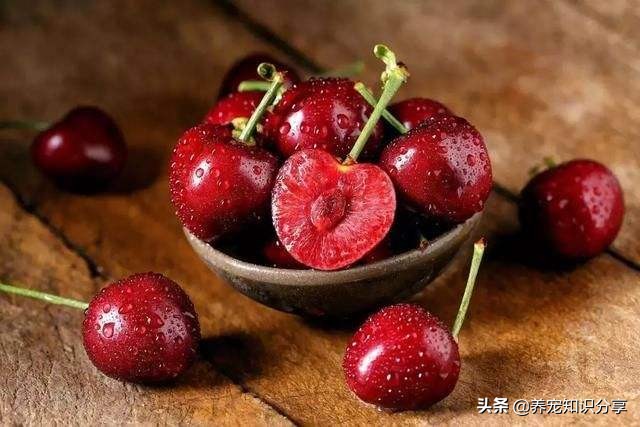 哪些水果对狗狗有用,狗吃太多水果有什么危害