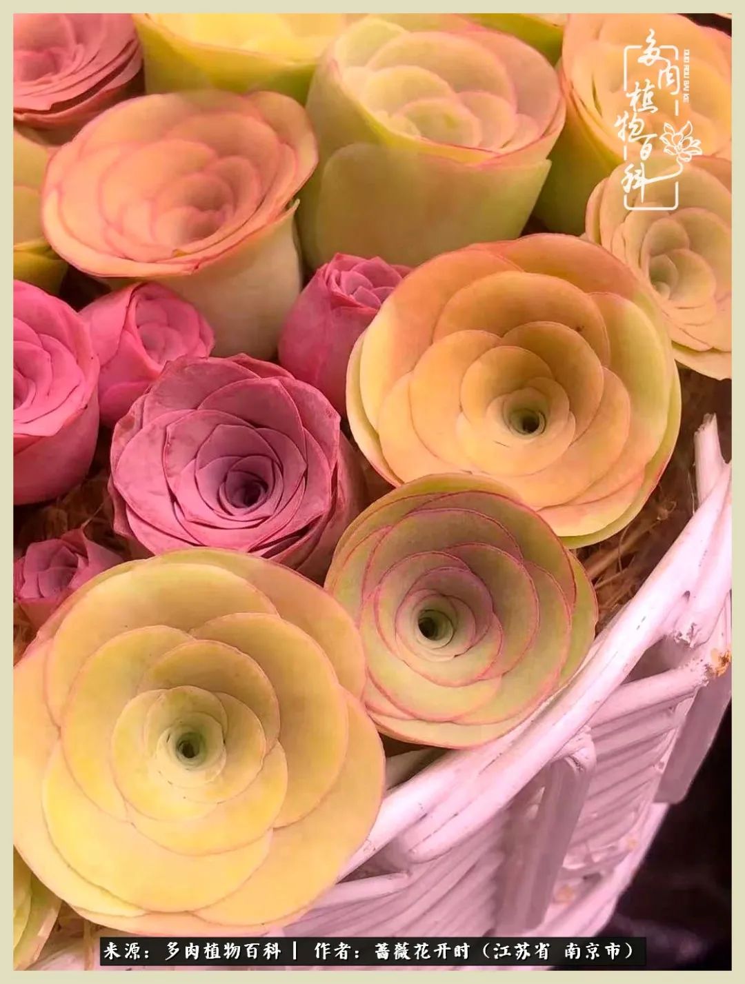 又见颜的妩媚，色的诱惑！这些山地玫瑰礼盒惊艳了眼眸