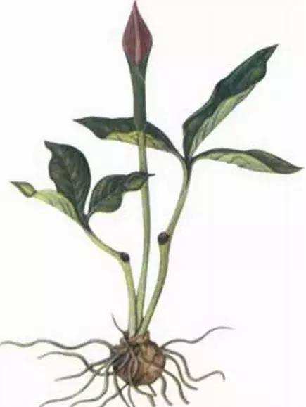 玉米地里的草太多了,玉米杂草有哪些品种