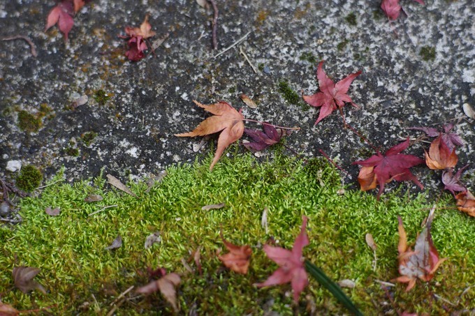 京都赏枫2022,京都赏枫必去景点有哪些好玩的