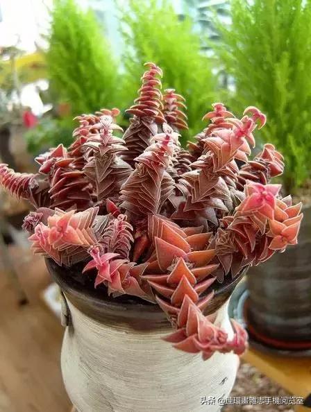 365种多肉图谱大全,365种鲜花图册大全