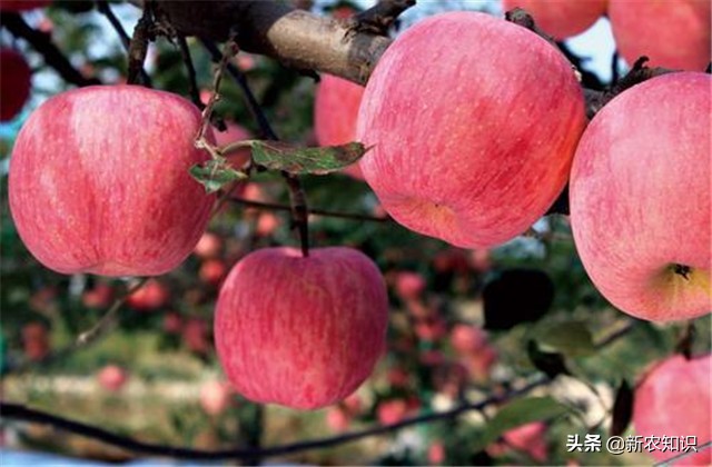 苹果栽培技术与管理方法,苹果栽培新技术