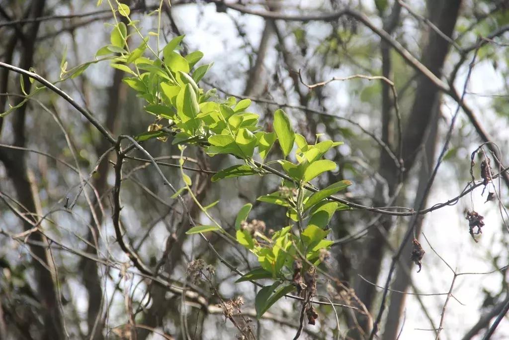 沉香树长得是什么样的,沉香漂亮