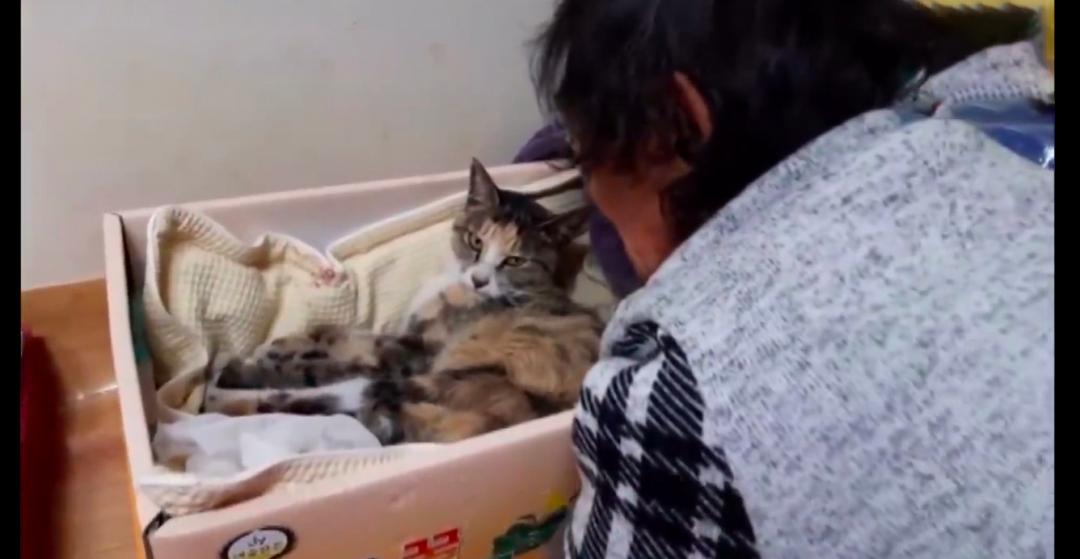 猫咪被老鼠夹住脚后肿了,猫咪被老鼠夹住前爪怎么办