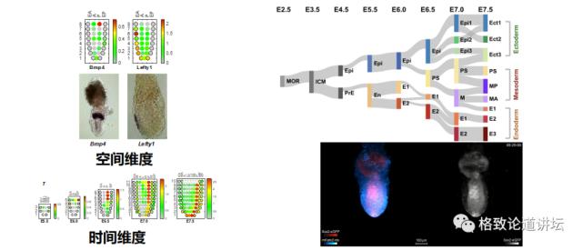 在未来，再生医学能够对我们身体“零件”进行直接的更换？