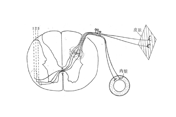 小肚子痛阑尾部位有轻微痛,小阑尾炎的症状