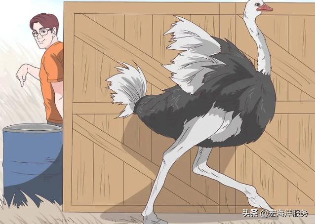 遇见野生动物不要慌,遇见鸵鸟