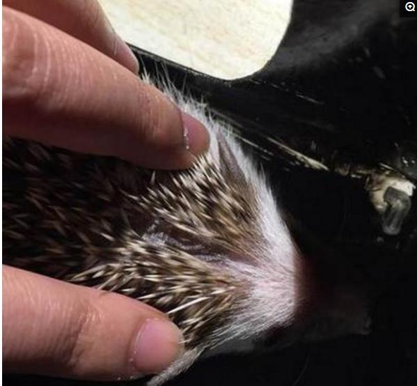 小刺猬掉毛,刺猬身上的刺都掉光了