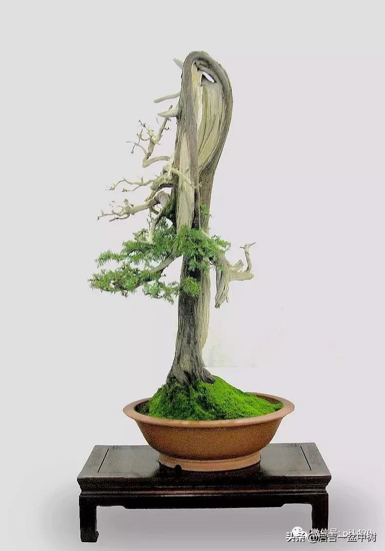 盆景跌价,盆景跌枝怎么解决