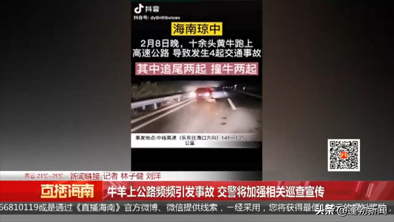 货车撞上怀孕母牛后逃逸警方已排查锁定可疑车辆