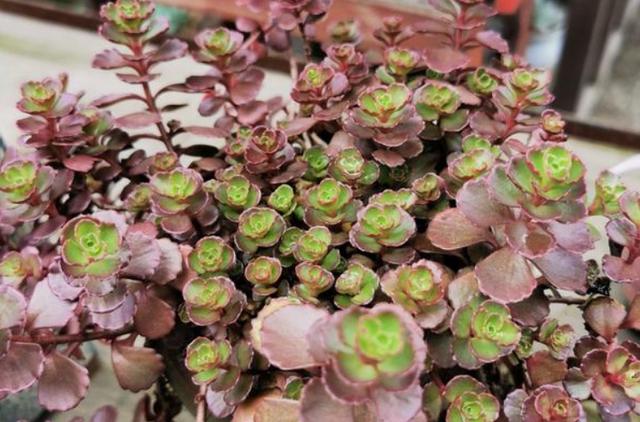 多肉缀化怎么能养成扇形,多肉缀化怎么才能养成扇形