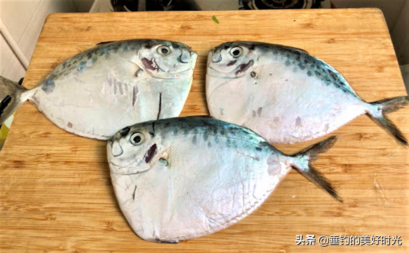 现在的鲳鱼是以前的食人鱼吗,与食人鱼非常相似的鲳鱼