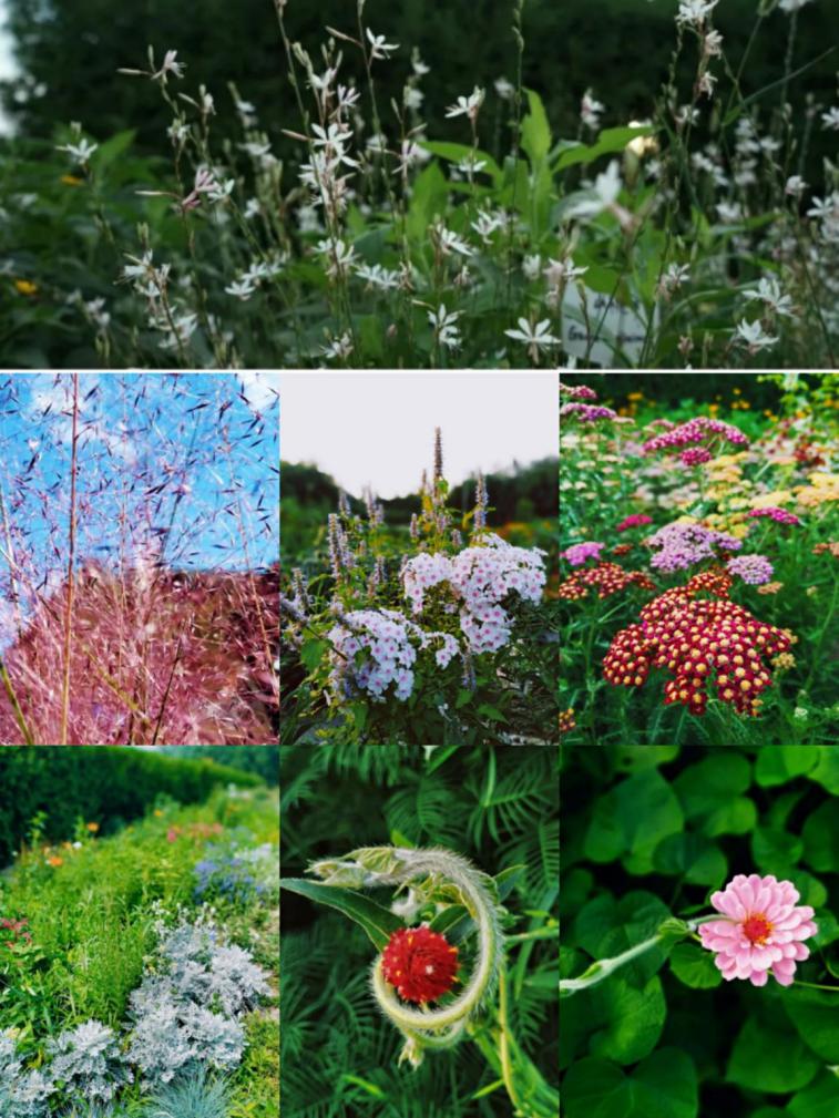 北京这个学校很“火”！坐拥3大花园、果园、动物园，集美貌与知识于一体！