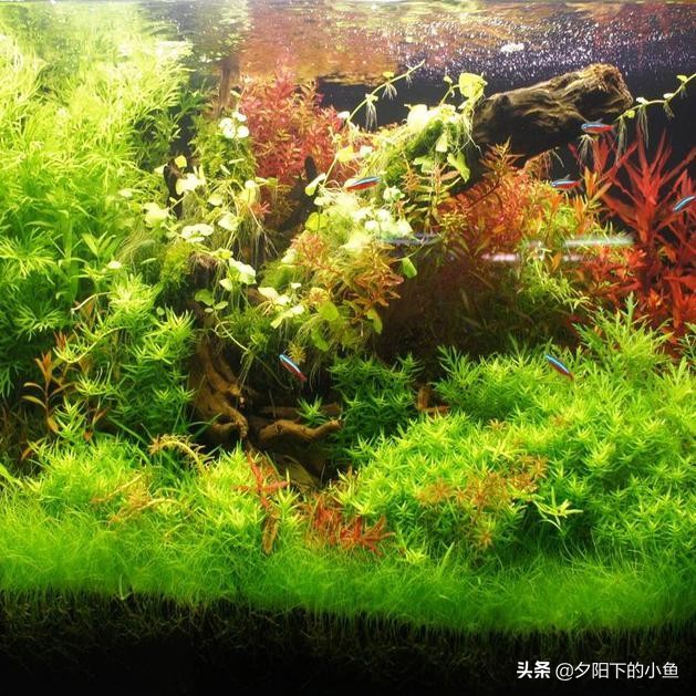 新开缸为什么水草都烂了,开缸没成功水草泥怎么办