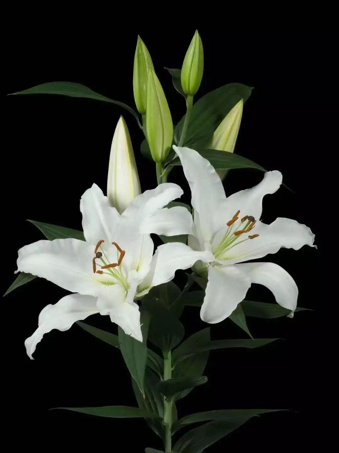 香水百合鲜切花云南鲜花基地,什么颜色的百合最好养活