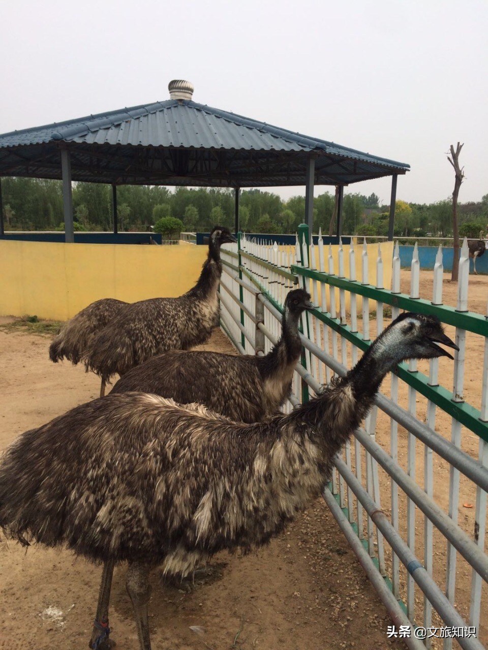 山东德州动植物园旅游区,德州市动植物园视频