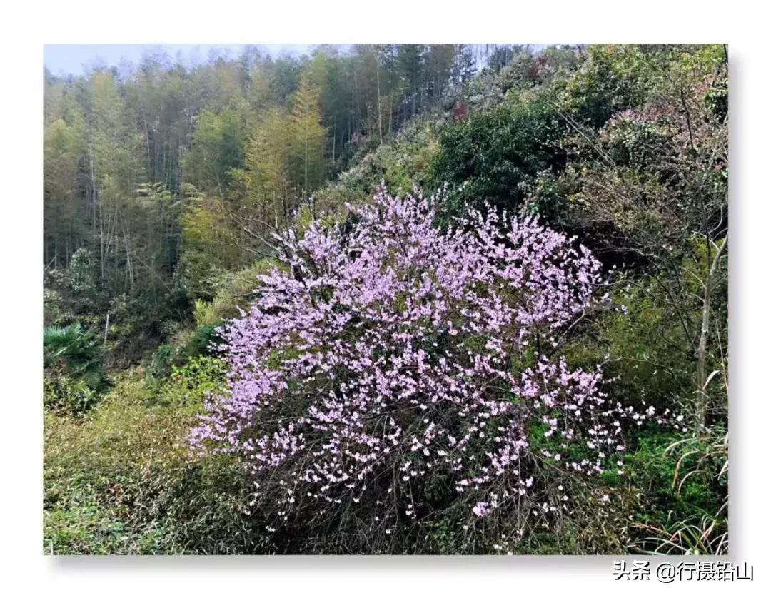 春游|五府山踏青蜜蜂谷