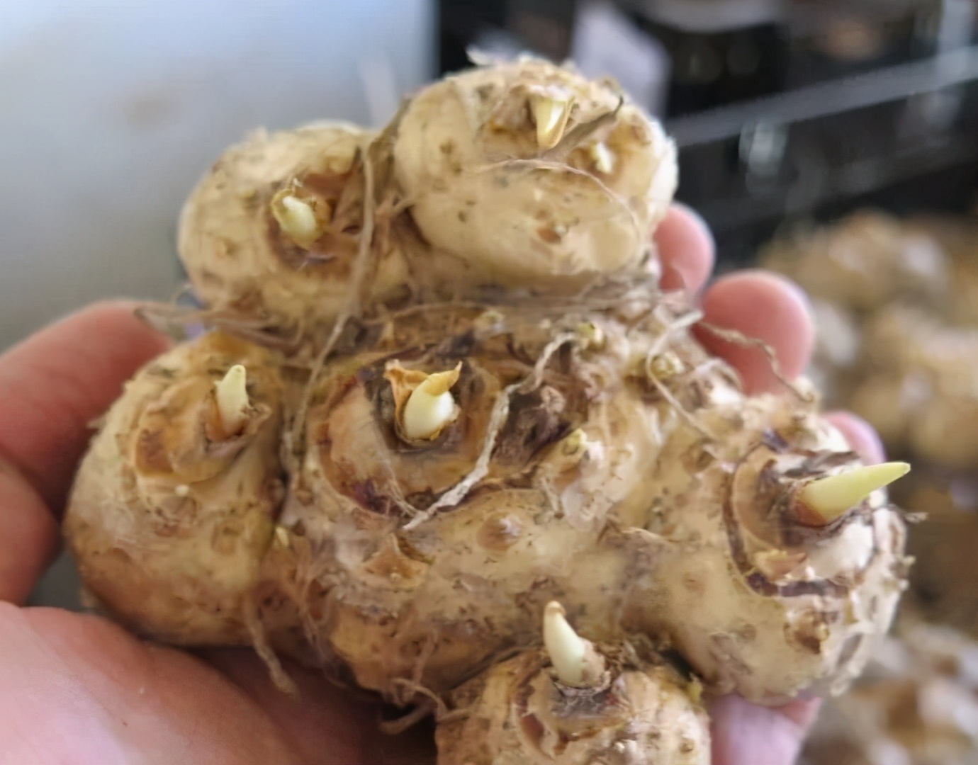 球根种植时间和方法,球根的养殖方法和注意事项