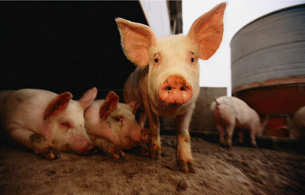 猪周期预测下一轮猪价上涨吗,猪价最新行情猪一般养多久