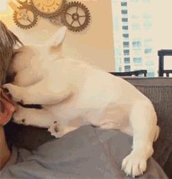 狗舔你是代表了什么,狗舔你代表喜欢你吗