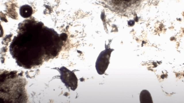 猫从来不出门要洗澡吗,猫从来不出门会感染绦虫嘛