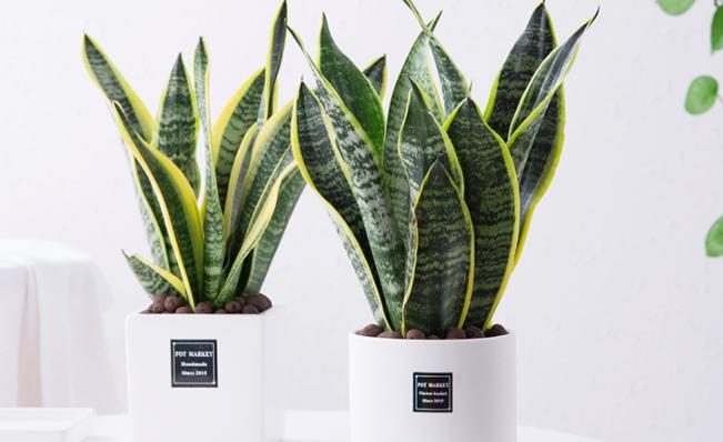 虎皮兰养着养着就蔫了是怎么回事,虎皮兰叶片发软怎么补救