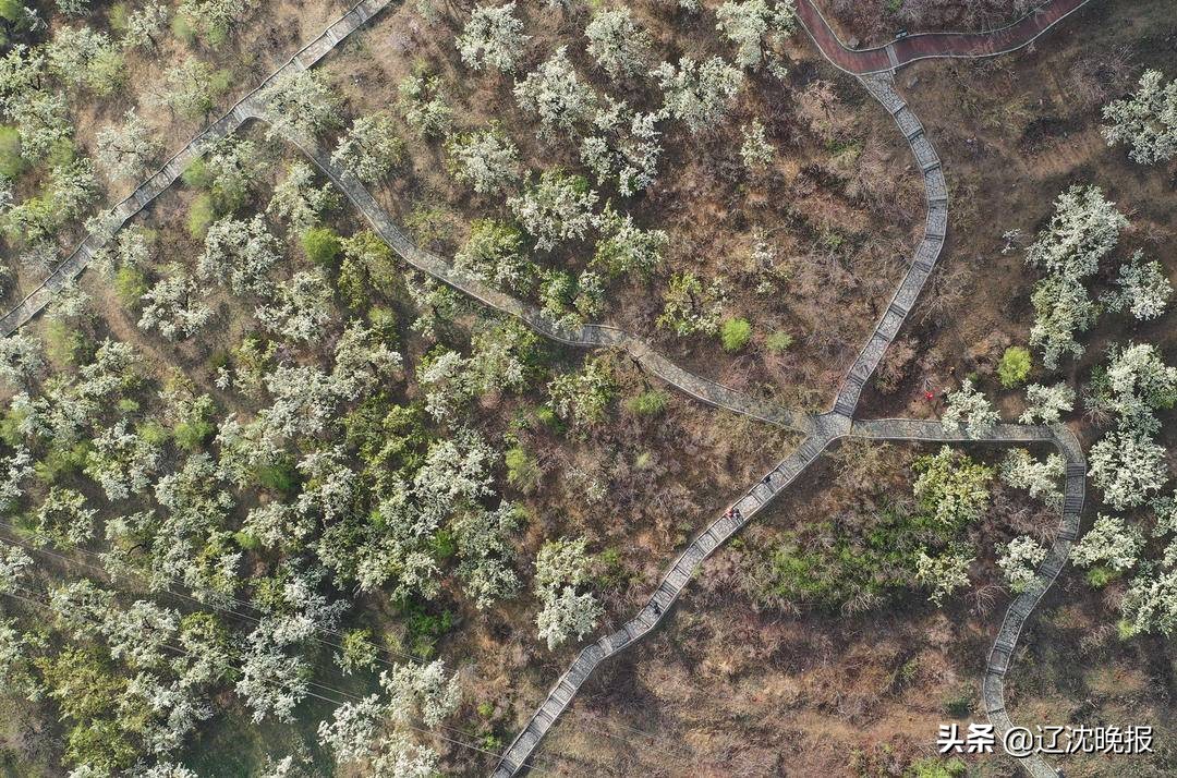 辽宁十大赏花景点,五一观花辽宁新去处