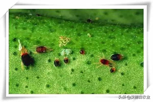 柑橘病虫害识别软件,天天学农柑橘病虫害