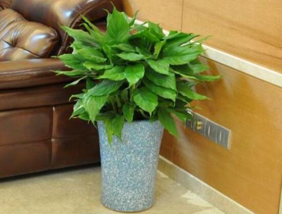 万年青长高了怎么修剪的视频,万年青的修剪方法详细图