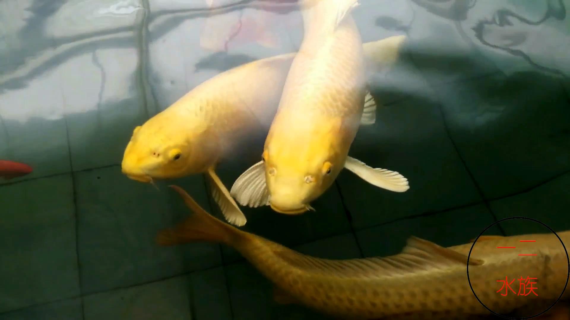 邯郸观赏锦鲤鱼渔场,邯郸丛台池塘锦鲤