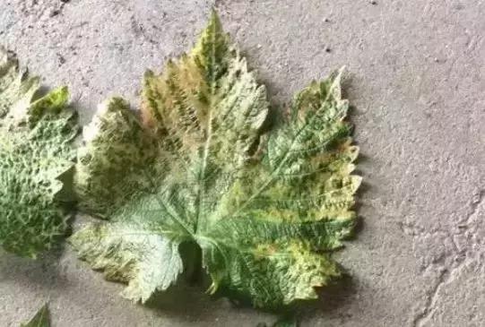 刚长出葡萄叶片发黄褐色斑点,葡萄叶片发黄可以用磷酸二氢钾吗