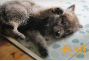 全球首例由人类抚养长大狼群,世界上第一只由人类抚养长大的狼