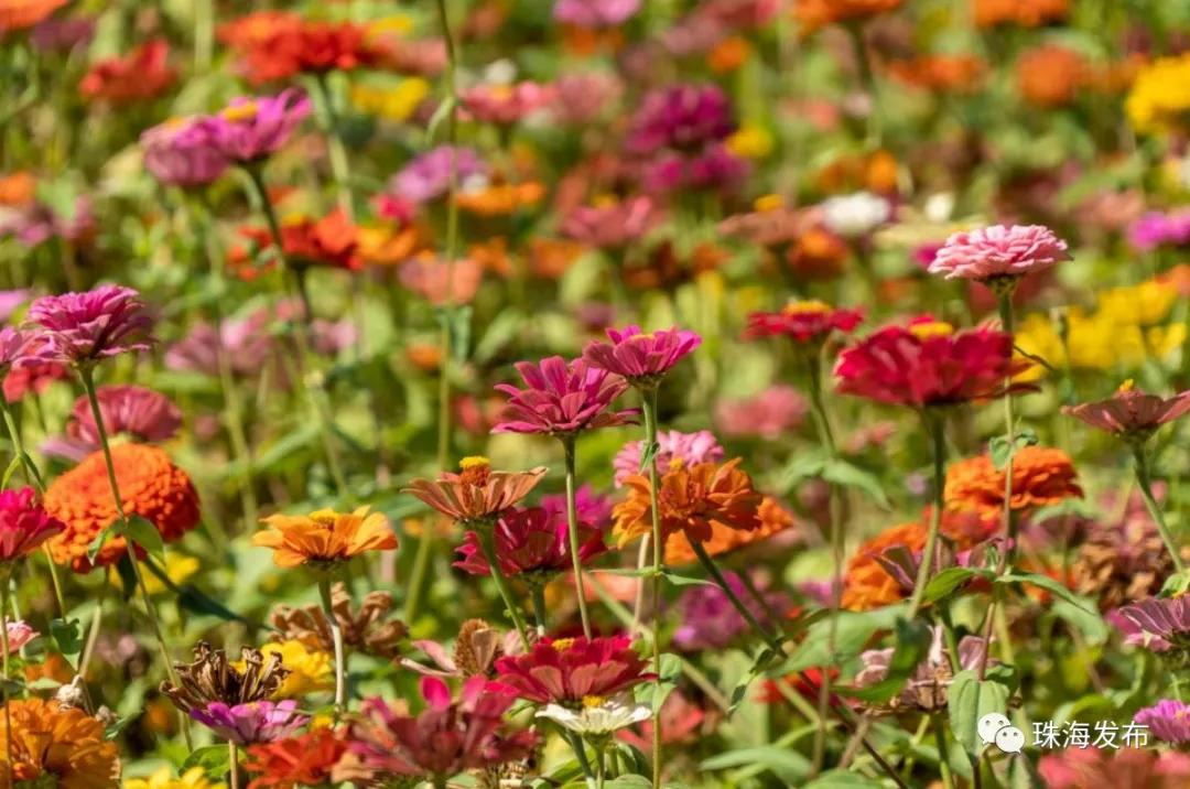 2020美到窒息！珠海的冬天，美炸了